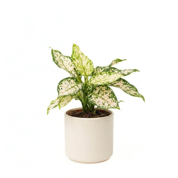 Aglaoneema 'Elieen' P12