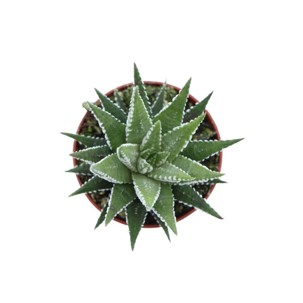 Vöödiline havortia 'Big Band' P5,5