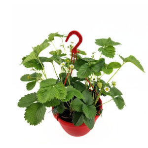 Aedmaasikas ‘Elsanta’ P25 amplis