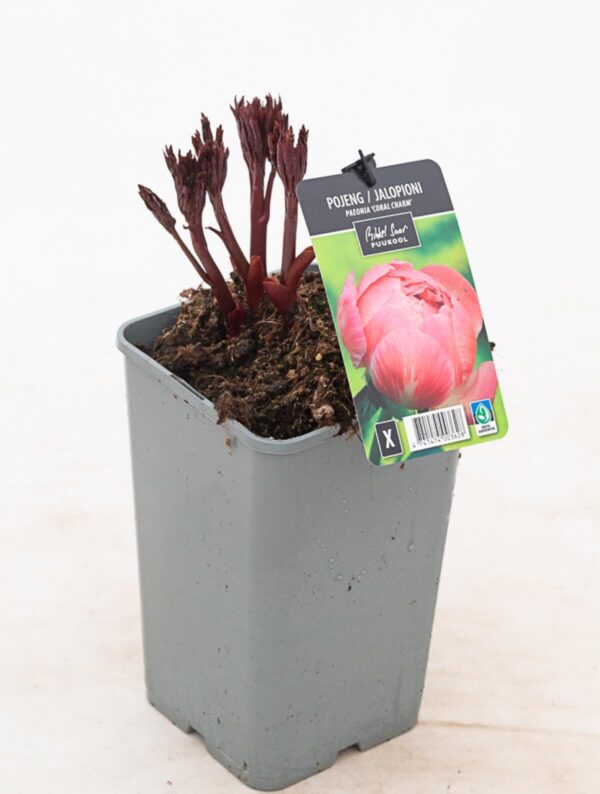 Pojeng 'Coral Charm' P19 Eestis kasvatatud