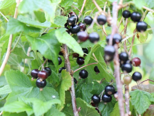 Must sõstar 'Titania' P14