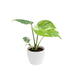 Meeldiv monstera ‘Thai Constellation’ P12