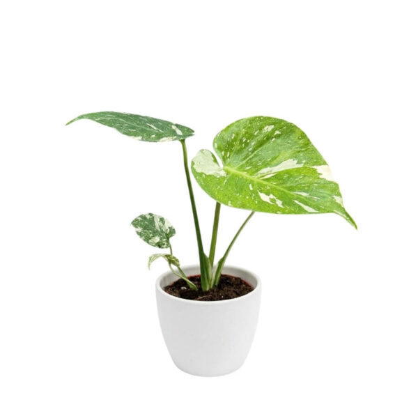 Meeldiv monstera 'Thai Constellation' P12