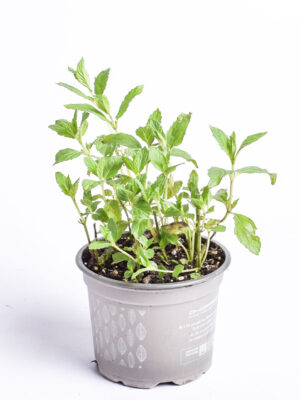 Piparmünt P10,5 Eestis kasvatatud