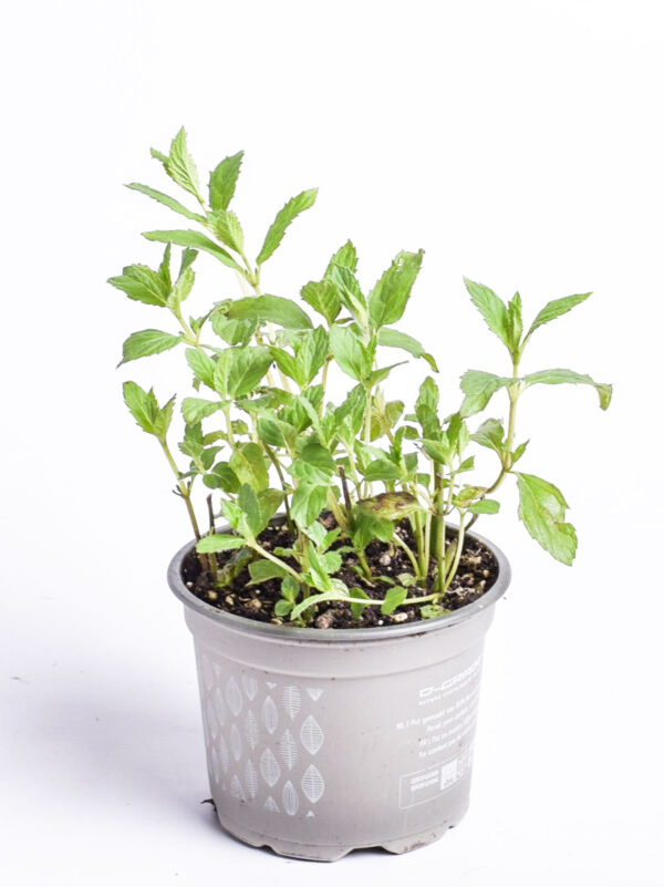 Piparmünt P10,5 Eestis kasvatatud