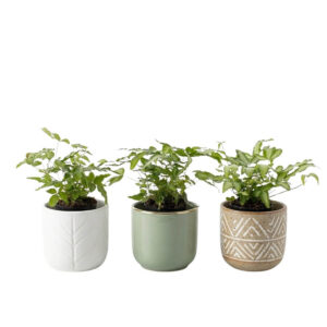 Kreeta äärisjalg ‘Albolineata’ P7