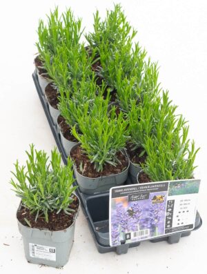 Tähklavendel ‘Munstead’ P12 Eestis kasvatatud