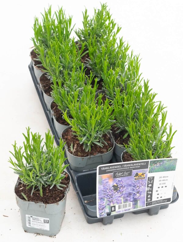 Tähklavendel 'Munstead' P12 Eestis kasvatatud