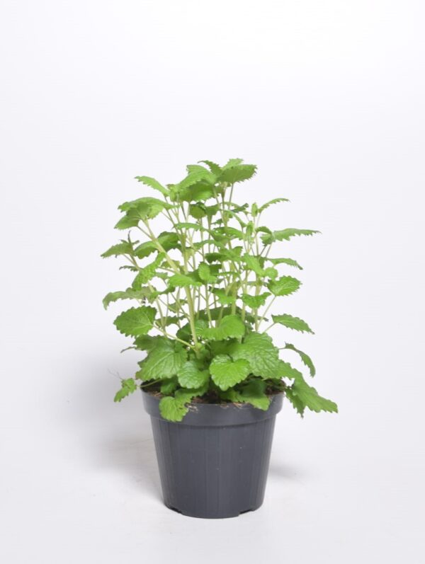 Sidrunmeliss P10,5 Eestis kasvatatud