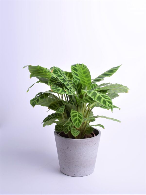 Sebra-tiigerlehik P19