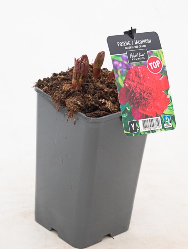 Pojeng 'Red Charm' P19 Eestis kasvatatud