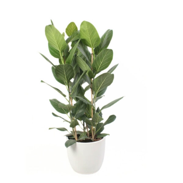 Bengali viigipuu 'Audrey' P27 90cm