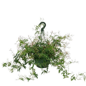 Roosa jasmiin ‘Pepita White’ P23 amplis