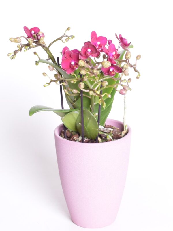 Kuuking 'Boquetto Temptation' P12 3-5õv