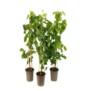 Viinapuu ‘Banana’ P17