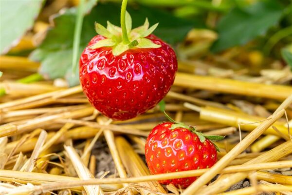 Aedmaasikas 'Rumba' P10 (frigotaimed) Eestis kasvatatud