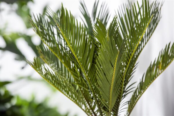 Rahu-palmlehik P15 40cm