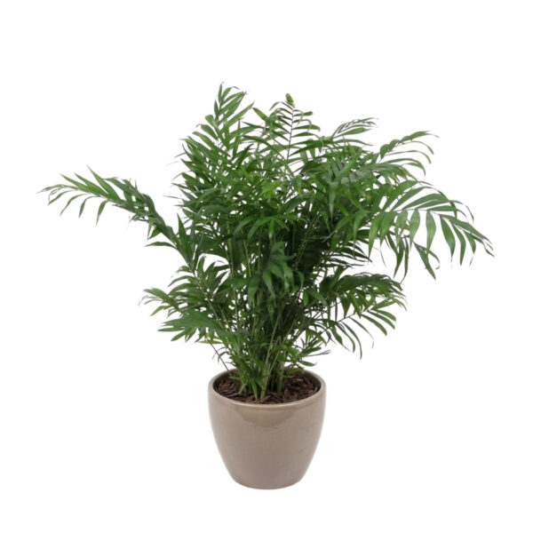 Vääris-mägipalm P23 60cm