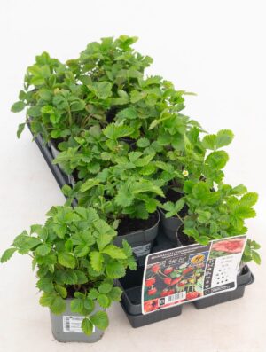 Kuumaasikas ‘Rügen Improved’ P12 Eestis kasvatatud