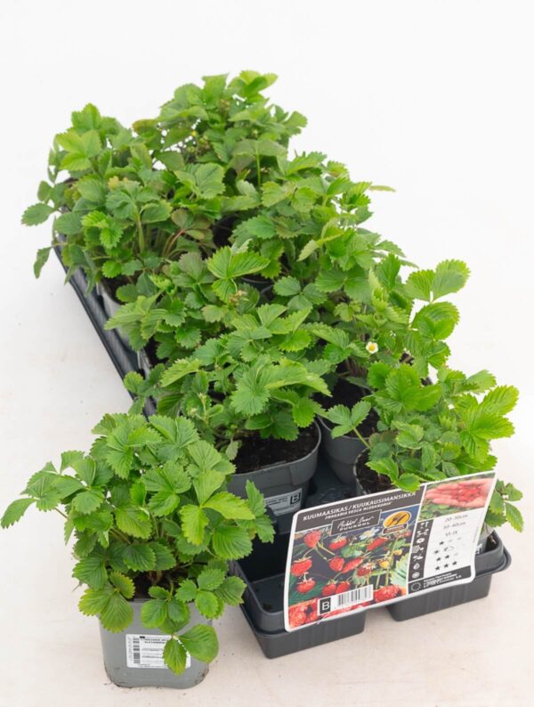 Kuumaasikas 'Rügen Improved' P12 Eestis kasvatatud