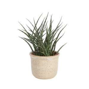 Sau-havisaba ‘Fernwood Punk’ P12