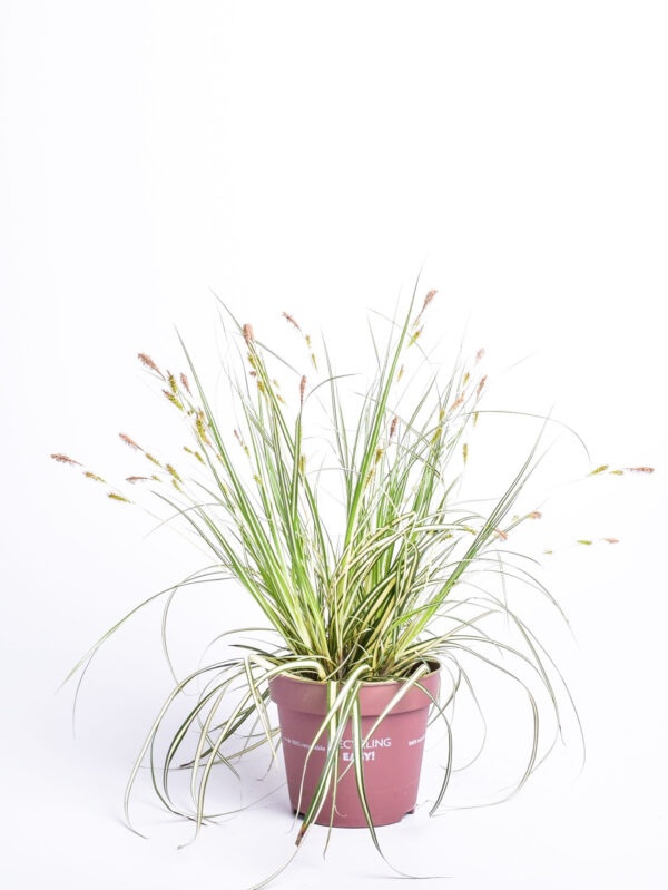 Nipponi tarn 'Evergold' P17