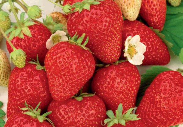 Aedmaasikas 'Polka' P10 (frigotaimed) Eestis kasvatatud