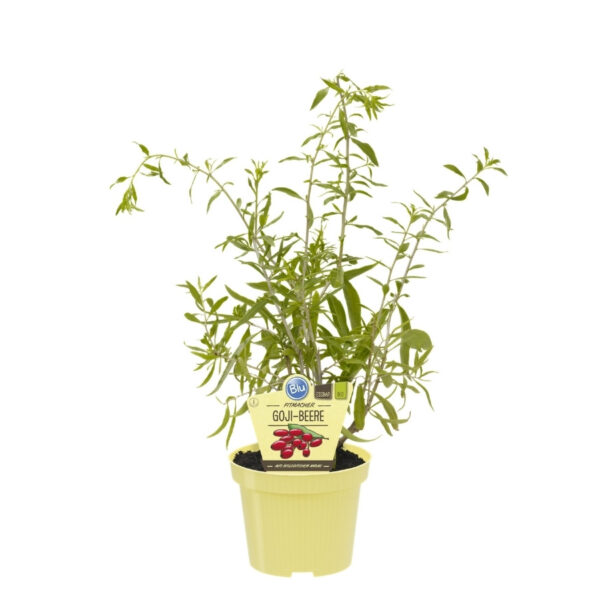 Harilik taralõng (gojimari) P12