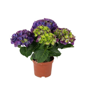Suurelehine hortensia ‘Ningbo’ P10