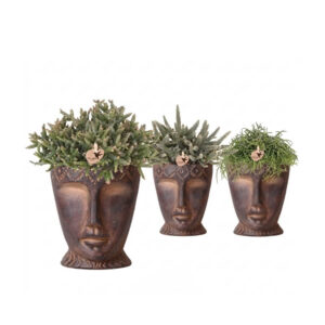 Helmekaktus P9 ümbrispotis Totem Pea