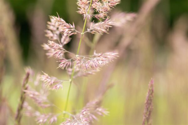 Teravaõiene kastik 'Karl Foerster' P19