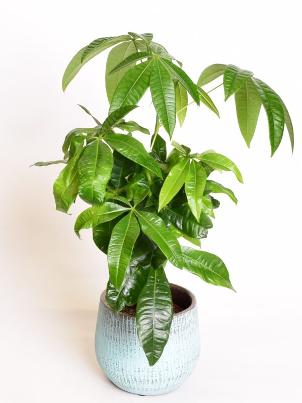 Vesipahhiira P14 50cm