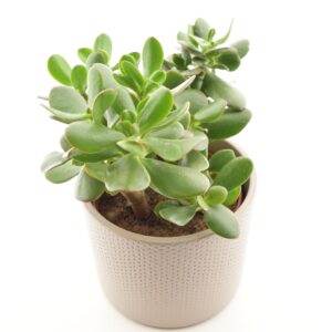 Portulak-turdleht P15