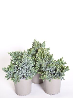 Kirju kadakas ‘Blue Star’ P13