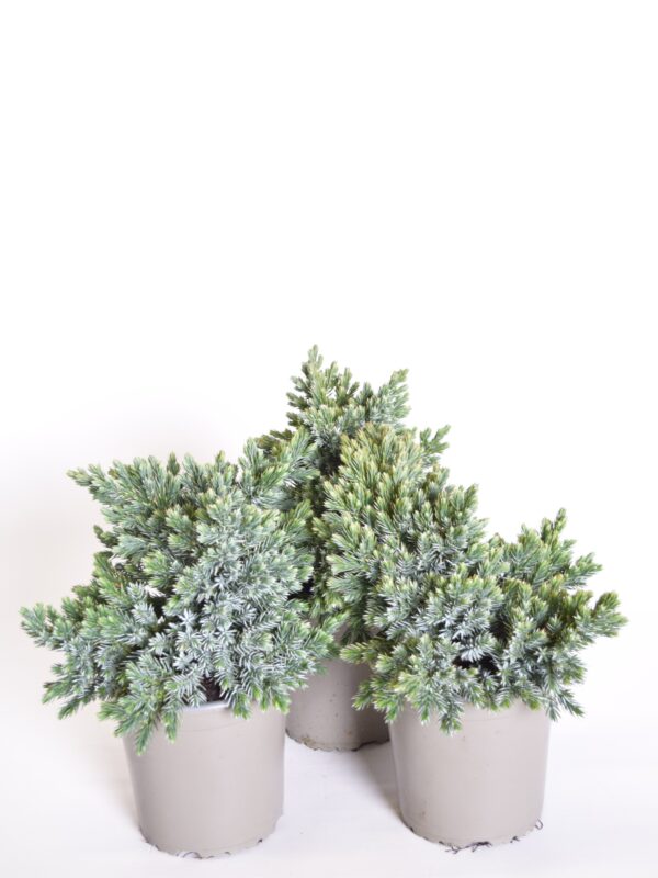 Kirju kadakas 'Blue Star' P13