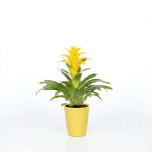 Vriisea ‘Yellow Florence’ P12 ümbrispotis