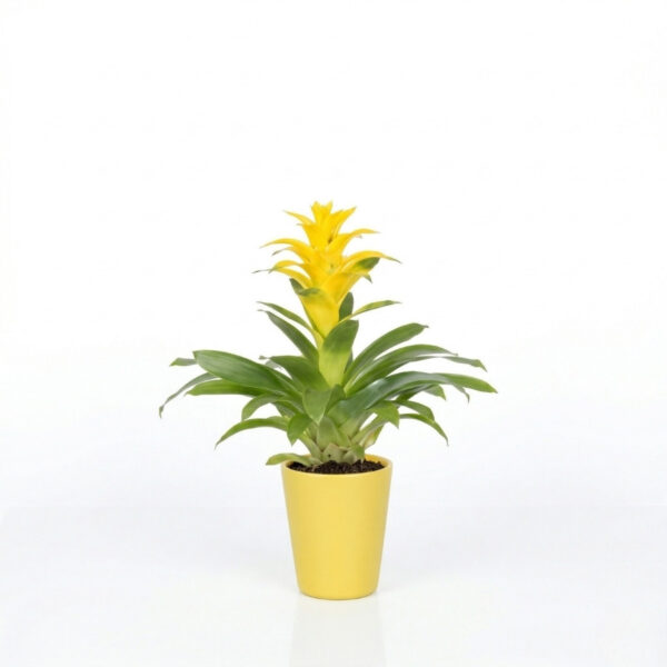 Vriisea 'Yellow Florence' P12 ümbrispotis