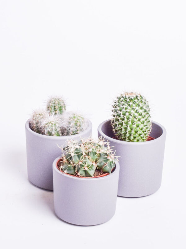 Kaktus P10,5 erinevad