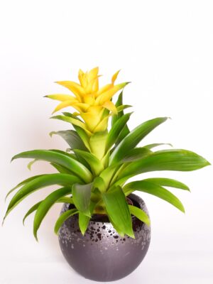 Gusmaania ‘Diana’ P12