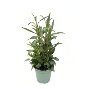 Argentiina raudürt P17