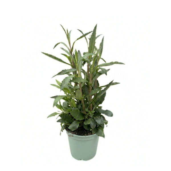 Argentiina raudürt P17