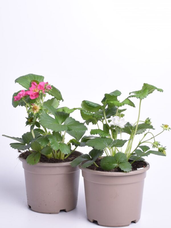 Aedmaasikas Pick&Joy P14