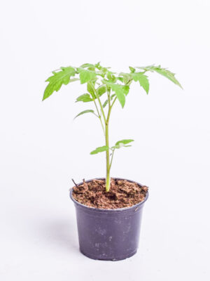 Tomat ‘Moneymaker’ P12