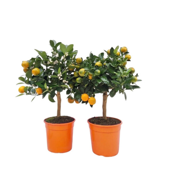 Kalamondiinipuu P17 tüvel 30cm