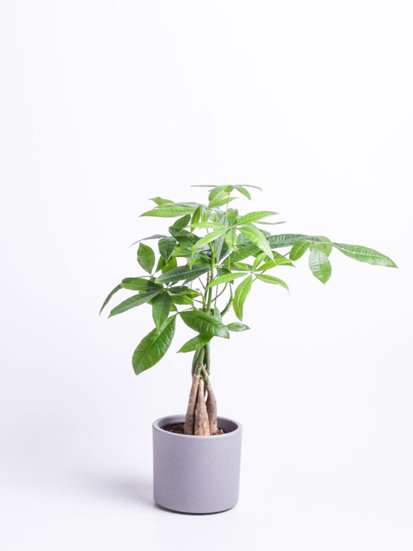 Vesipahhiira P12 põimitud