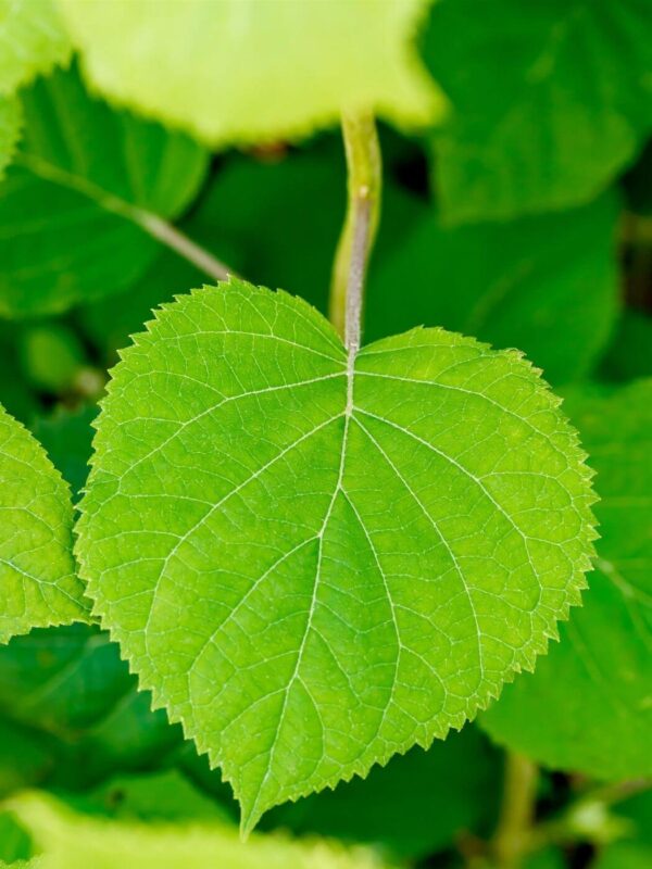 Puishortensia 'Sublime Annabelle' P19