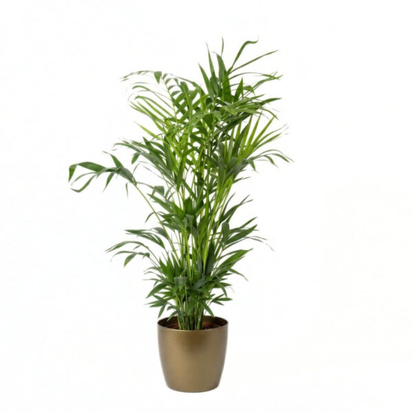 Forsteri kentiapalm P22 45cm ümbrispotis