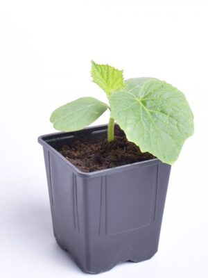 Lühike kurk ‘Adam F1’ P9 Eestis kasvatatud