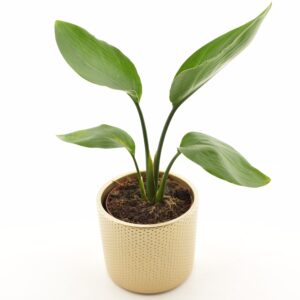 Kuninglik paradiisilinnulill P12