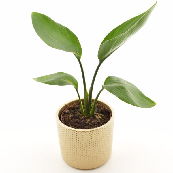 Kuninglik paradiisilinnulill P12